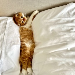 a cute kitty on a bed