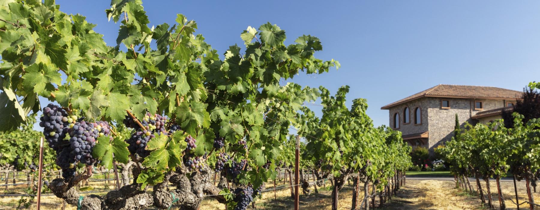 a grape vineyard